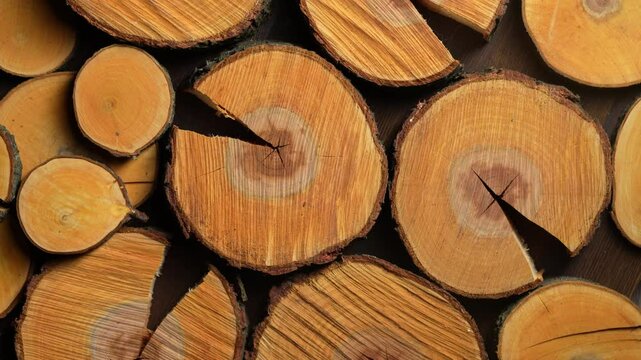 Cross-section of a apple tree trunks, close up, top view, rotates