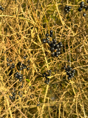 Berries on a bush.