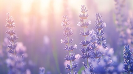 Naklejka premium Serene Lavender Field at Sunrise with Soft Light