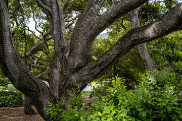 California Coast Line