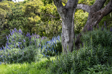 California Coast Line