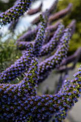 California Coast Line