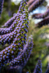 California Coast Line