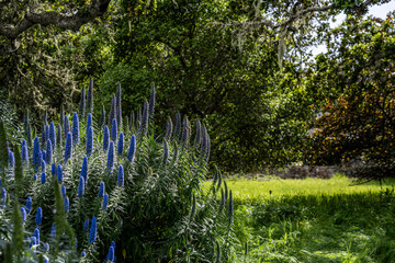 California Coast Line