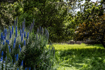 California Coast Line
