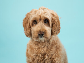 A Labradoodle with curly fur sits with a curious expression, looking straight ahead, set against a light blue background.