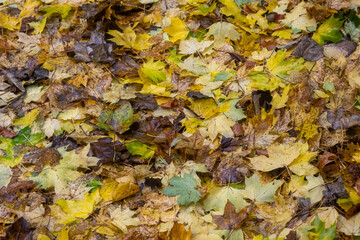 Assorted Autumn leaves on ground