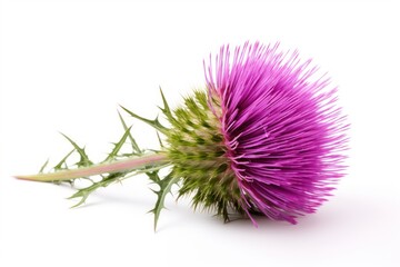 Thistle flower plant white background