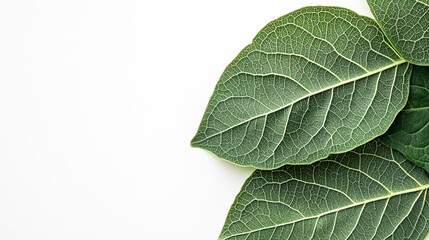 Obraz premium Many types of summer fallen leaves form the background.