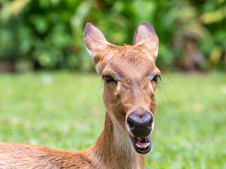 Close-up of a deer with its mouth open, showing expressive facial features against a blurred green natural background