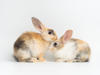 Fototapeta premium Two baby cute rabbit with tri-colored fur standing on white background. Baby rabbit pet is adorable.