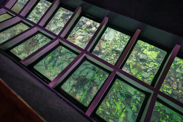 Multiple underwater viewing windows on a glass bottom boat showing rocks and algae on the seabed