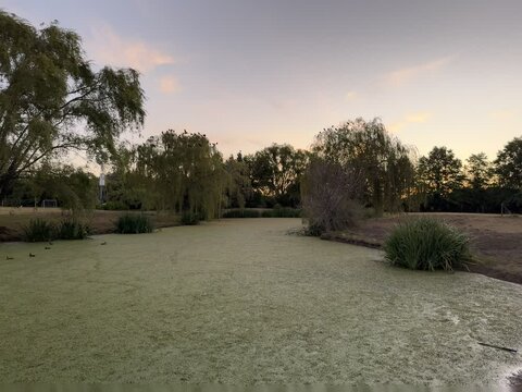 atardecerlago verde, pajaros volando