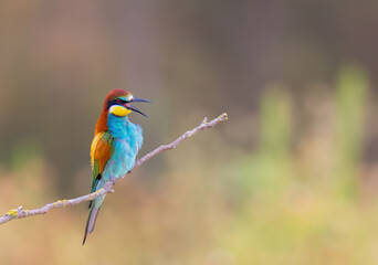 bee-eater  posing