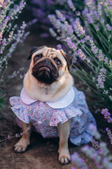 Portrait of a pug in a cute dress in a blooming lavender field. The puppy looks carefully at the...