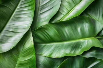 Lush Green Tropical Leaves Background Image