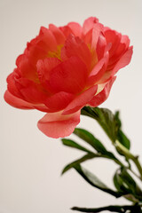 Obraz premium Bright Red Peony Flower in Bloom with Green Leaves and Stem Against Simple Light Background. Spring, Nature, and Botanical Themes, Close-Up Floral Image
