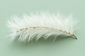 Soft White Feather on Sage Green Background Natural Texture