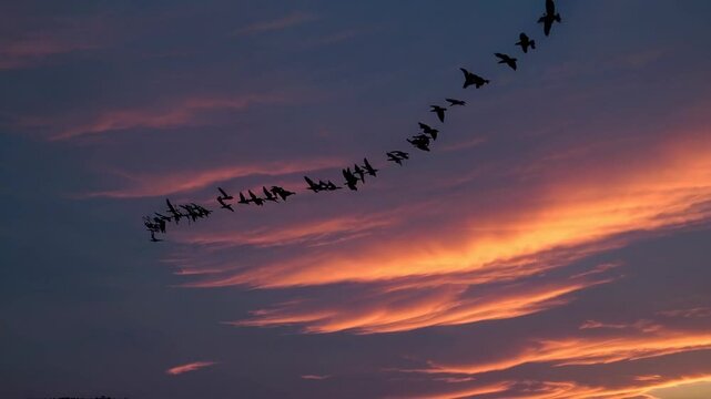 A flock of birds flying across an orange and pink evening sky