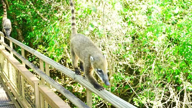 Coatis or Raccoon walking in the Forest - ハナグマが歩く