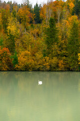 Fototapeta premium Autumn nature background with Colourful forest and pond with one white swan 