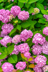 pink hydrangea flowers. Summer vertical background with blooming hydrangea flowers. Shallow depth of field