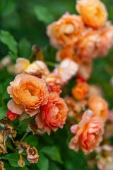 orange roses in garden. Summer vertical background with blooming rose flowers. Shallow depth of field