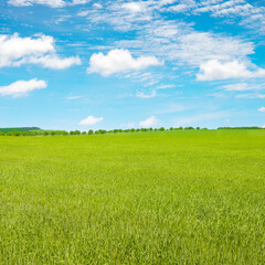 Obraz premium Young wheat stalks in summer field and blue sky.