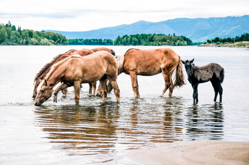 Herd of horses grazes freely outside, horse drinks water from river