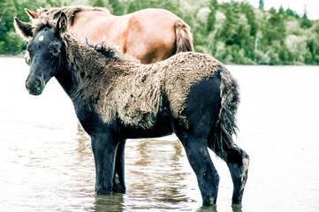 Herd of horses grazes freely outside, horse drinks water from river