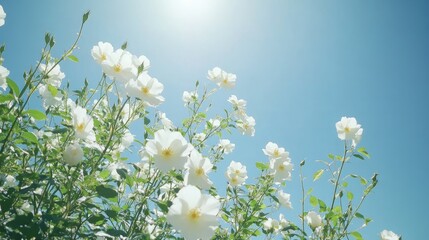 Stunning white bush roses swaying gently in the breeze, set against a clear blue sky with bright spring sunlight.