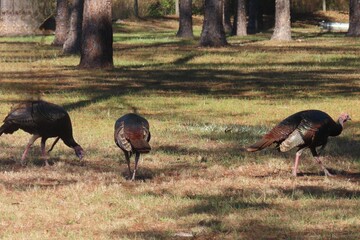 Wild Turkeys (Meleagris gallopavo osceola) in Florida State Park 