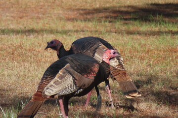 Obraz premium Wild Turkeys (Meleagris gallopavo osceola) in Florida State Park&nbsp;
