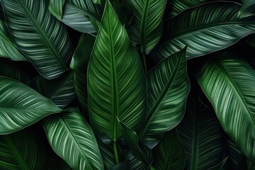 Tropical leaves background backgrounds tropics plant