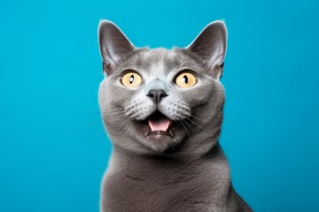 Portrait of a happy russian blue cat while standing against solid color backdrop