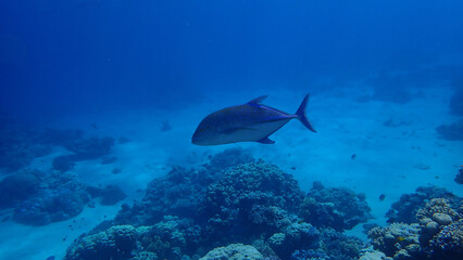Bluefin trevally (Caranx melampygus) undersea, Red Sea, Egypt, Sharm El Sheikh, Montazah Bay