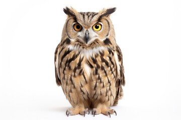 Naklejka premium Single Owl Cut-Out on White Background. Beautiful Plumage of Isolated Bird in Nature