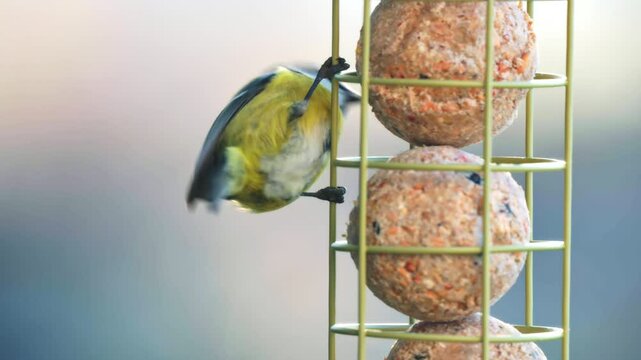 Eurasian blue tit (Cyanistes caeruleus) perched on a hanging feeder with fat balls, pecking at the food. A winter feeding scene supporting wild birds during cold months