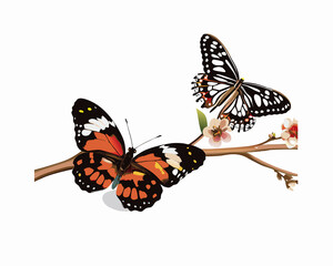 two butterfly isolated on white background