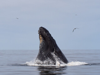 Humpback Whale