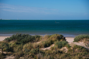 Wide view of a windsurfer sailing in the ocean with sand dunes and beach vegetation in the foreground, Cadiz, Spain