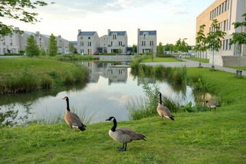 Flock of geese near the city pond at sunset.