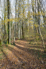 Naklejka premium Bois de Versoix à la fin de l'automne 