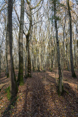 Fototapeta premium Bois de Versoix à la fin de l'automne 