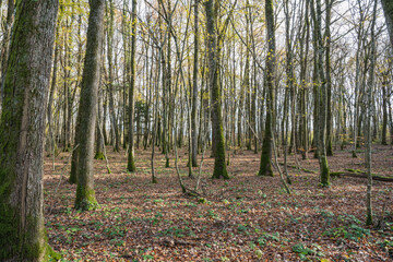 Bois de Versoix à la fin de l'automne 