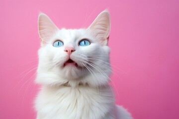 Portrait of a happy turkish van cat in front of solid pastel color wall