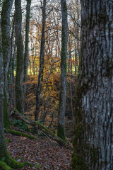 Obraz premium Bois de Versoix à la fin de l'automne 