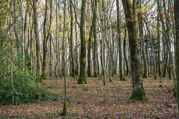 Obraz premium Bois de Versoix à la fin de l'automne 