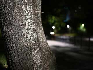 A close-up shot of a poplar trunk illuminated by electric light with the night city in the background.
