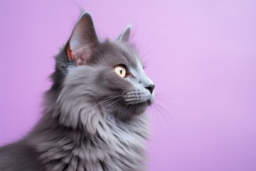Fototapeta premium Portrait of a funny nebelung cat in solid pastel color wall